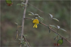 Cajanus cajanifolius